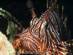 Up close & Personal.... Pompong Island using Olympus E-33... by Adrian Schokman 